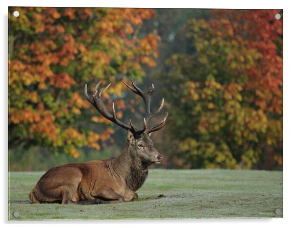 A deer in a field Acrylic by Steve Adams