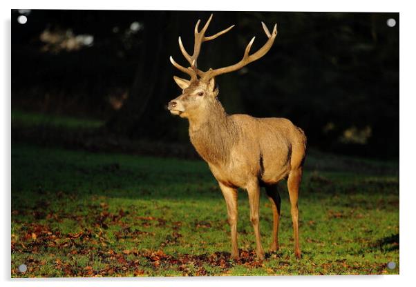 A deer standing in front of a green field Acrylic by Steve Adams