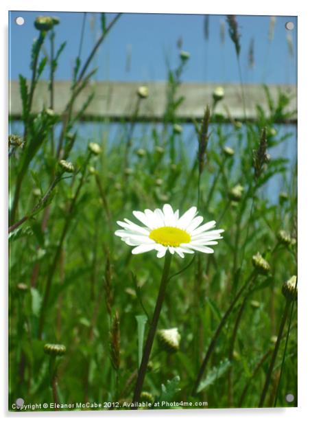 Bright Daisy Acrylic by Eleanor McCabe