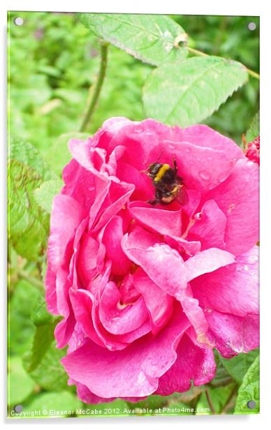 Bright Summer Bee! Acrylic by Eleanor McCabe