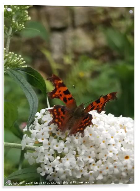 Cool Comma Butterfly! Acrylic by Eleanor McCabe