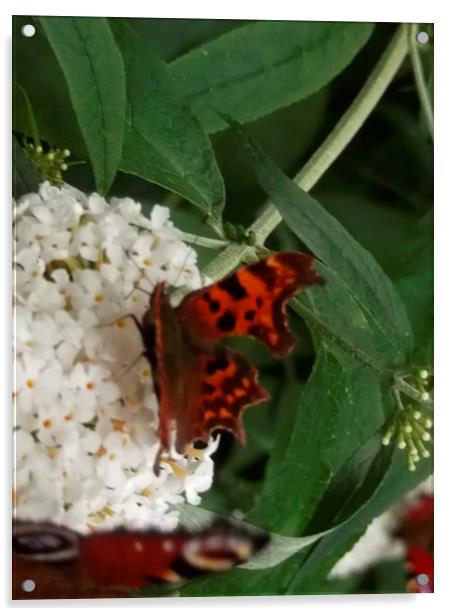 Cosy Comma! Acrylic by Eleanor McCabe