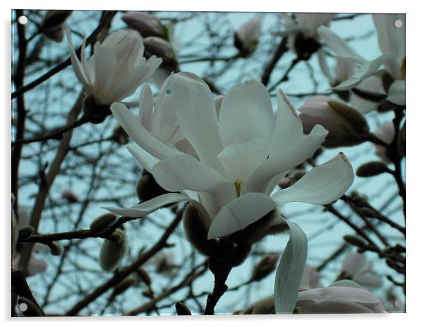 Snowy Magnolia! Acrylic by Eleanor McCabe