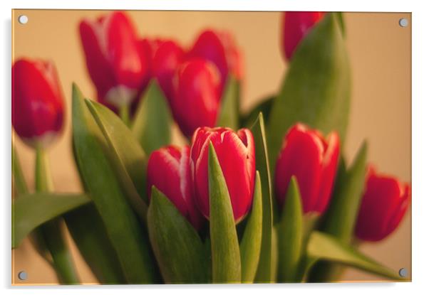 Tulip Soft Focus Acrylic by Paul Davis