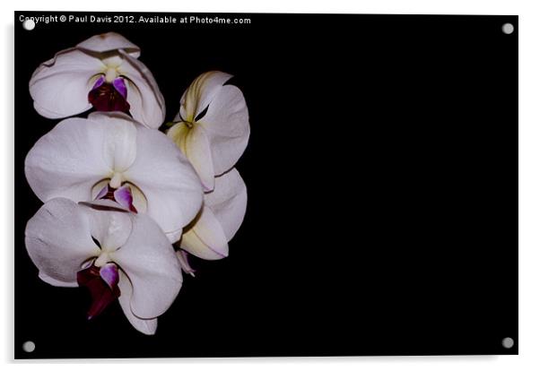 Orchid Acrylic by Paul Davis