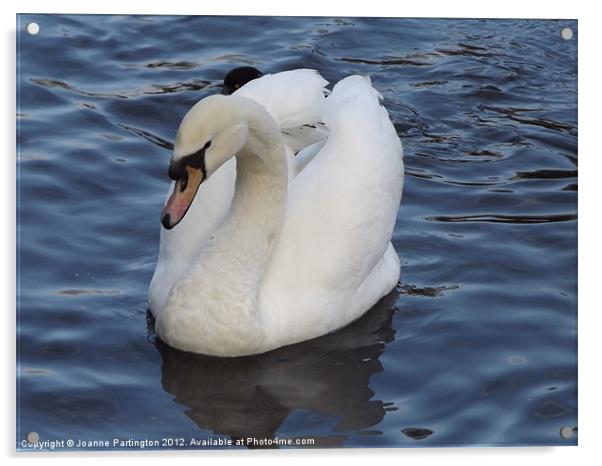 Swan on the Water Acrylic by Joanne Partington