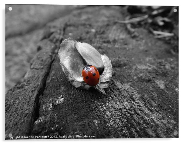 Ladybird on an acorn husk Acrylic by Joanne Partington