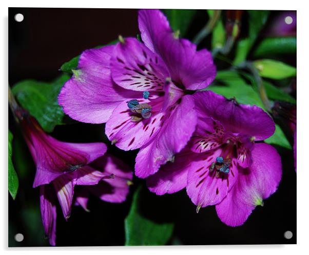 peruvian lily Acrylic by linda cook