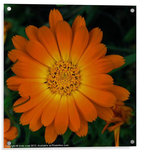 calendula, the field marigold Acrylic by linda cook