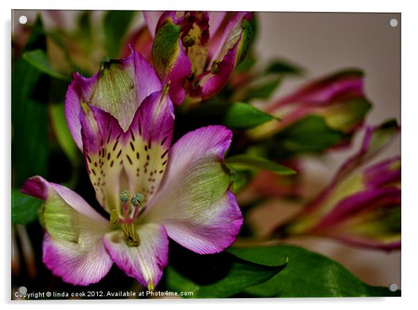 striking lily! Acrylic by linda cook