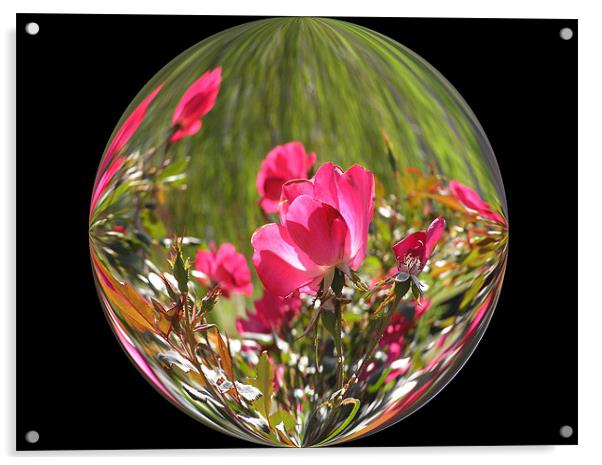 Rose Globe Acrylic by Stephanie Clayton