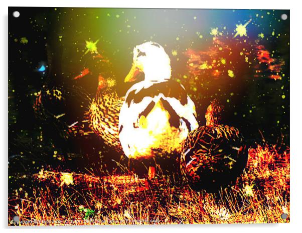 Duck Galaxy Acrylic by Stephanie Clayton