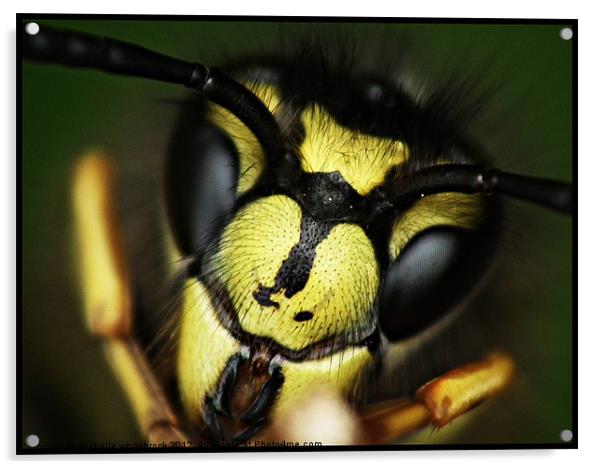 Hello Summer Wasp Acrylic by michelle whitebrook