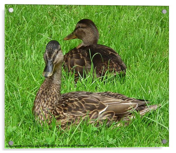 Mallard Ducks Acrylic by michelle whitebrook
