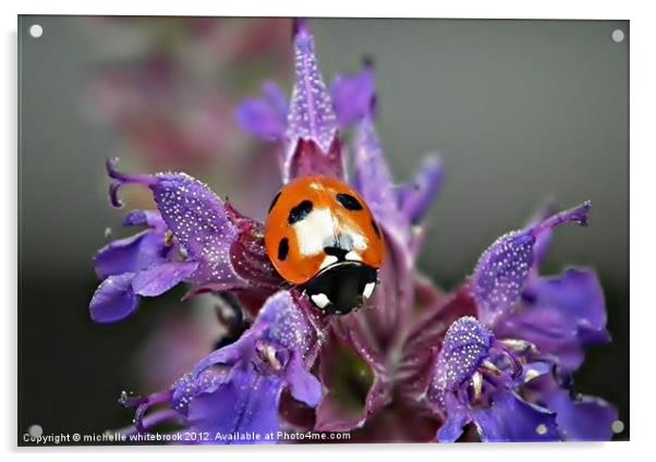 Ladybird 7 spotted Acrylic by michelle whitebrook