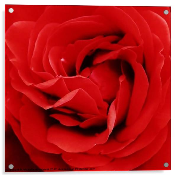 Dreamy red rose Acrylic by michelle whitebrook