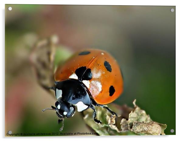 Little ladybird Acrylic by michelle whitebrook