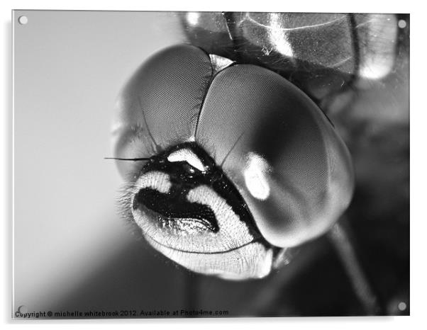Dragon fly Close B/W Acrylic by michelle whitebrook