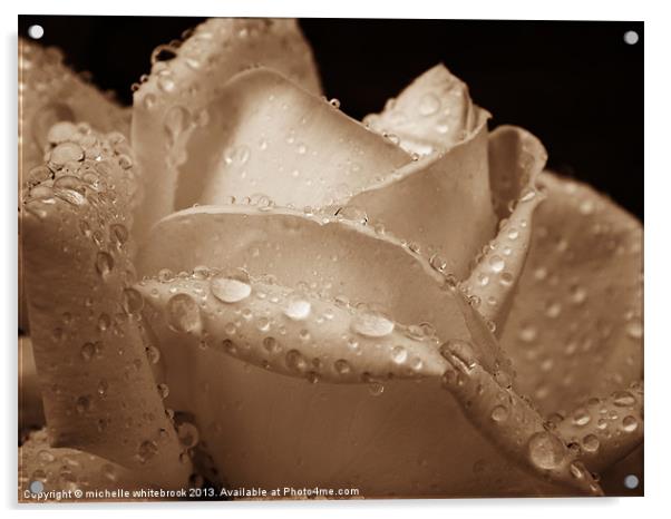 Sepia Rose Acrylic by michelle whitebrook