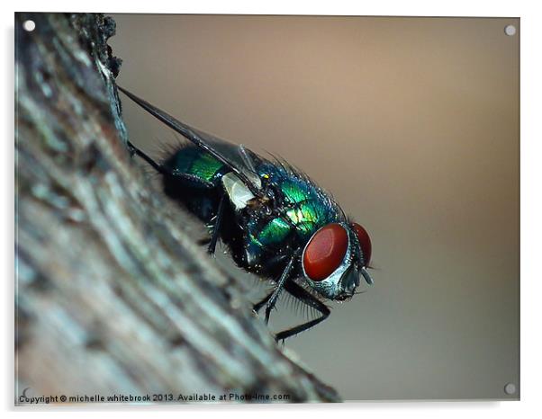 Common Fly Acrylic by michelle whitebrook