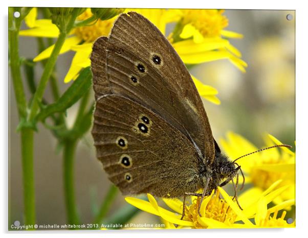 Resting Butterfly 2 Acrylic by michelle whitebrook