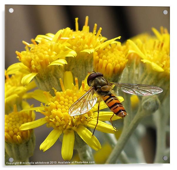 Hoverfly  feasting Acrylic by michelle whitebrook