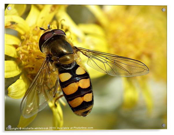Hover fly resting Acrylic by michelle whitebrook