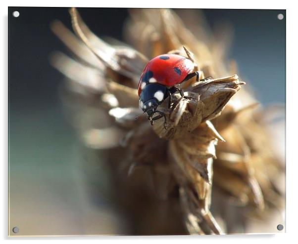 Lady bug Acrylic by michelle whitebrook
