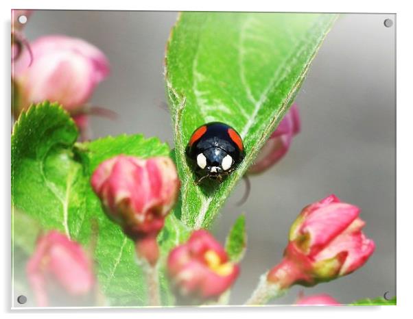 2 Spot Ladybird Acrylic by michelle whitebrook