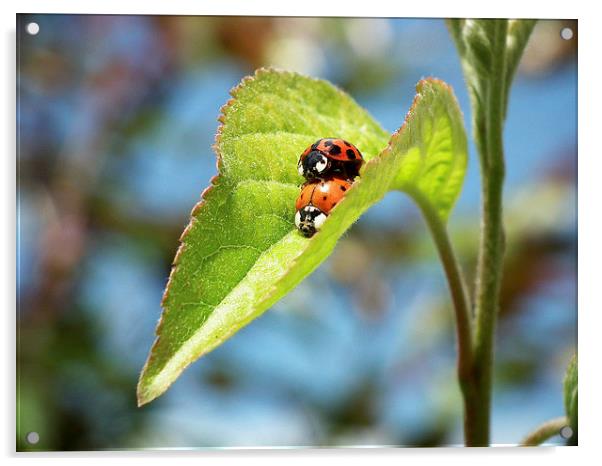 Ladybird Lust Acrylic by michelle whitebrook