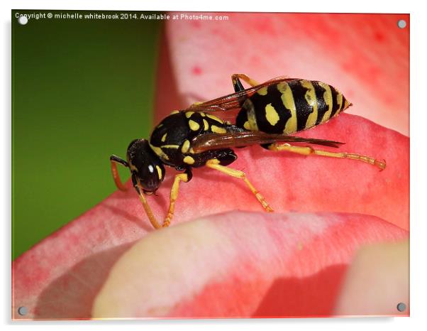 Busy Wasp Acrylic by michelle whitebrook