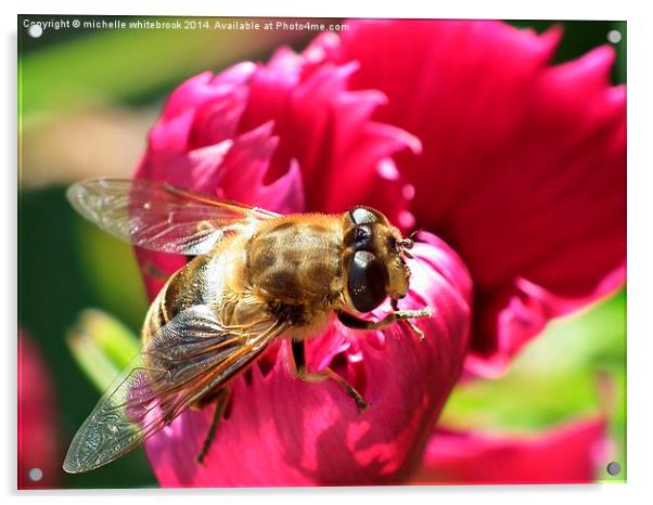 Honey bee resting  Acrylic by michelle whitebrook