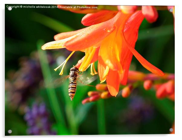  Hover fly Acrylic by michelle whitebrook