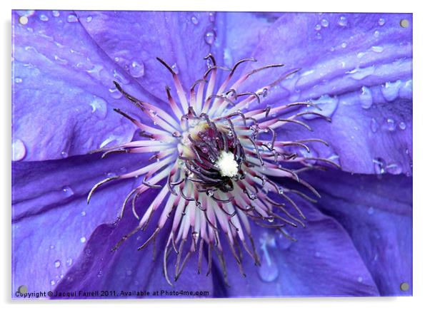 Purple Rain Acrylic by Jacqui Farrell