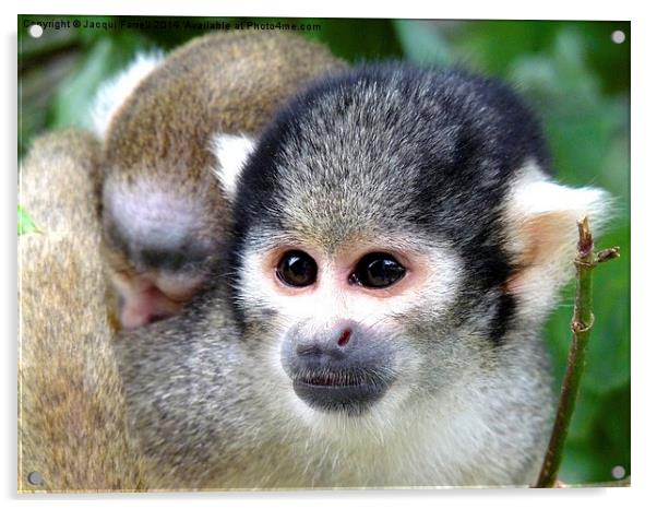 Squirrel Monkey with Baby Acrylic by Jacqui Farrell
