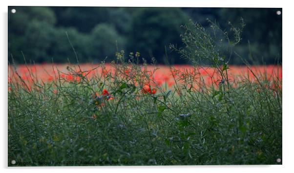 Scarlet Sea of Poppies Acrylic by Jacqui Farrell