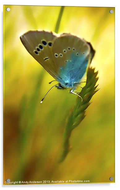 Appuane Mountain Butterfly Acrylic by Andy Anderson