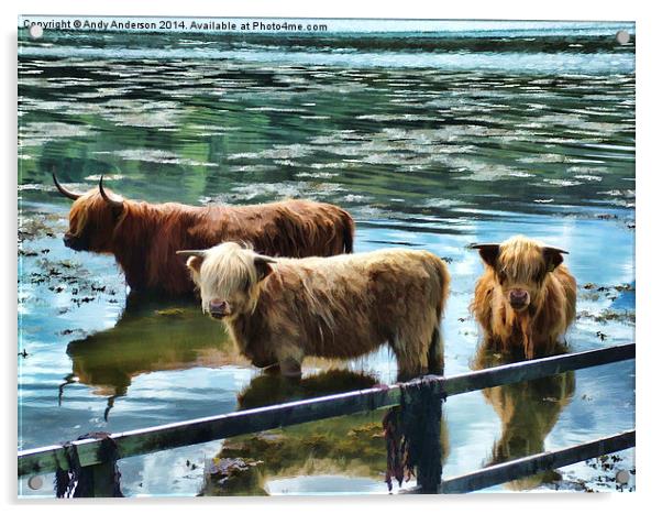 Highland Cattle Cooling Acrylic by Andy Anderson