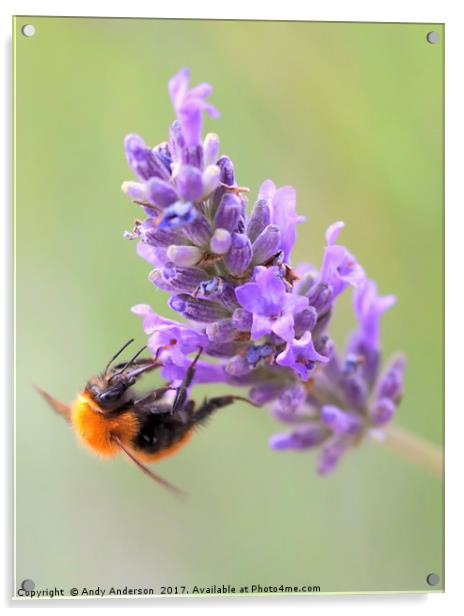 Tawny Mining Bee on Lavender Acrylic by Andy Anderson
