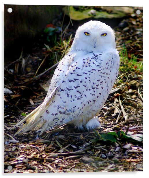 snowy owl Acrylic by paul hargreaves