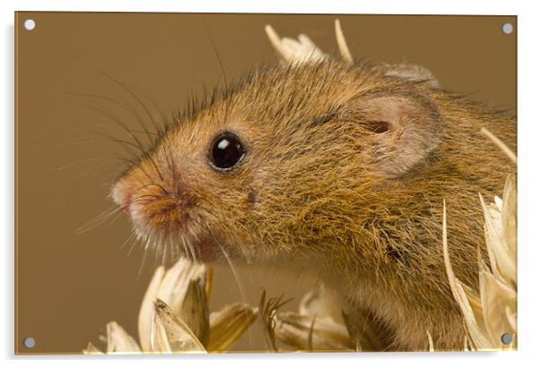 Harvest Mouse Acrylic by Val Saxby LRPS