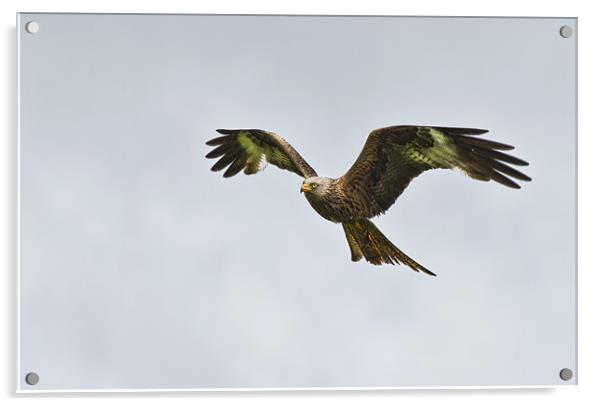 Red Kite Acrylic by Val Saxby LRPS