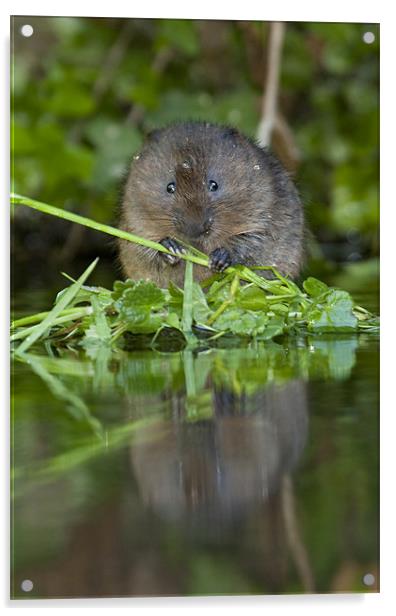 Water Vole Acrylic by Val Saxby LRPS