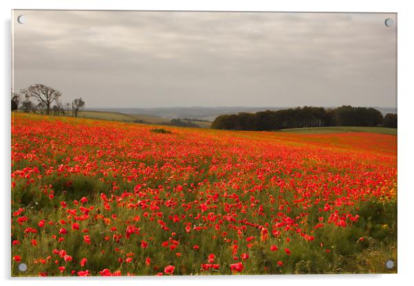 Poppy Field Acrylic by Val Saxby LRPS