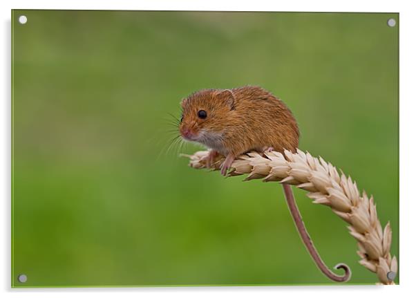 Harvest Mouse Acrylic by Val Saxby LRPS