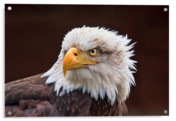 Bald Eagle  Acrylic by Val Saxby LRPS