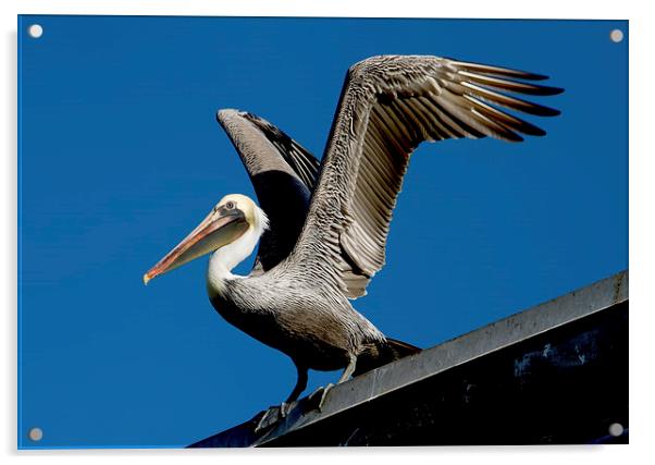  Brown Pelican Acrylic by Val Saxby LRPS