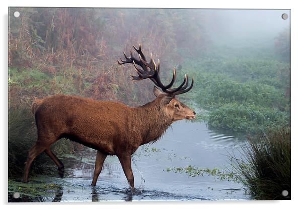  Red Deer stag in the stream Acrylic by Val Saxby LRPS