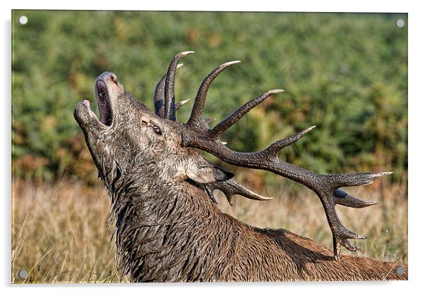  Bolving Stag Acrylic by Val Saxby LRPS