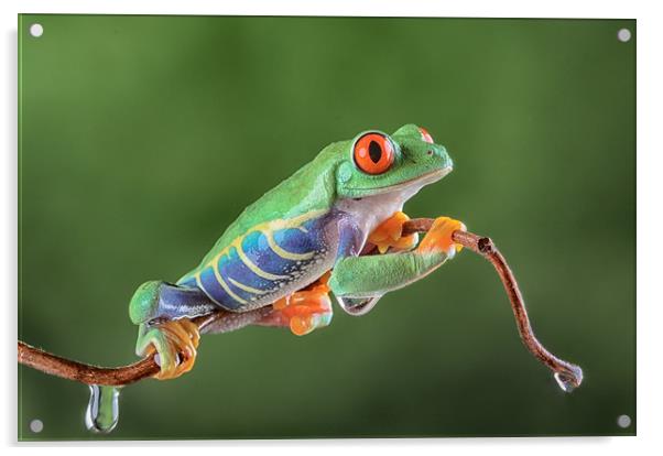 Red Eye Tree frog Acrylic by Val Saxby LRPS